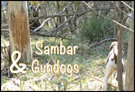 Sambar & Gundogs - page 38 Issue 77 (click the pic for an enlarged view)